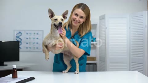 Smiling Vet Doctor Stroking Smiling Dog at Veterinary Clinic, Pet Health Checkup, Lifestyle