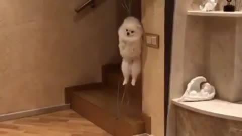 It's all fucked up, a dog ties a balloon and flies away