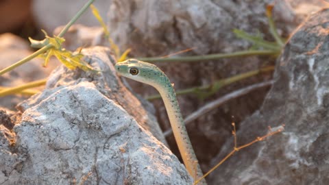 Snake in between the rocks