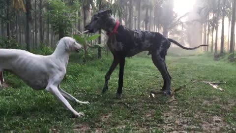 Morning Routine of my Dogs