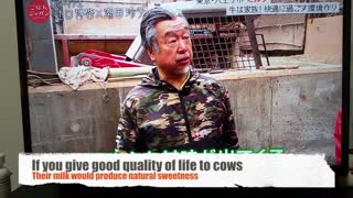 Sweet Japanese Farmer Handling Cows with Names Will Melt Your Heart