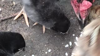 Chicken and their's mother