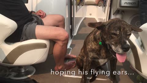 Orejas voladoras de un perro ayudan a propulsar a una lancha