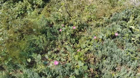 Pink flowers are everywhere.