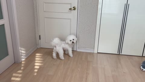 smart dog close the door for his owner