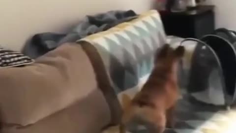 funnyanimals.videos 😻where are you cat?😻😂😂😂