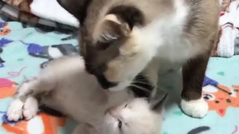 Cat Mom teaches the kitten to wash.