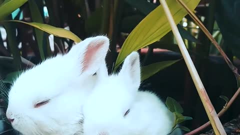 Two baby Rabbits living together happily