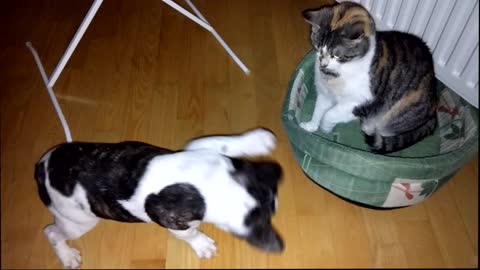 French Bulldog Battles Bully Cat For Bed Again