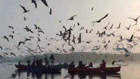 Soothe the mood：Seagulls flying in