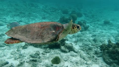 turtle ocean sea animal