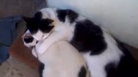 Affectionate kitten 1