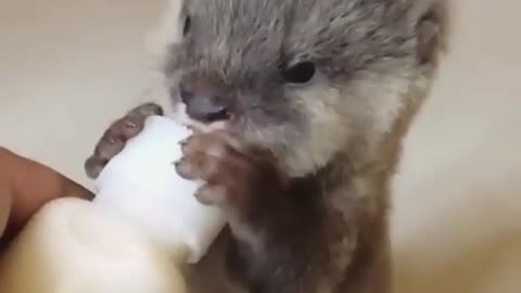 This baby is hungry cute baby