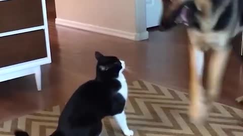 Cat Fights Dog In The Sweetest Way
