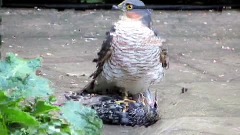 Sparrowhawk plucking live Starling pt1