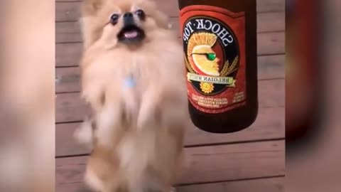 Dog Begs For Beer Bottle
