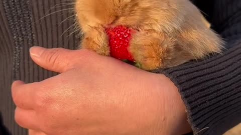 bunny eating , while holding in hands