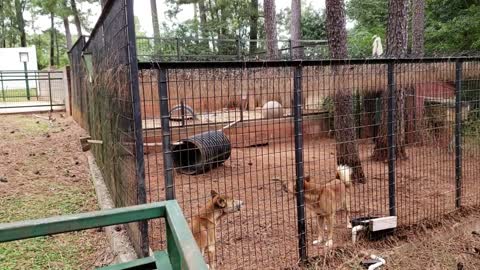 Animals Howling Wildly In a Zoo