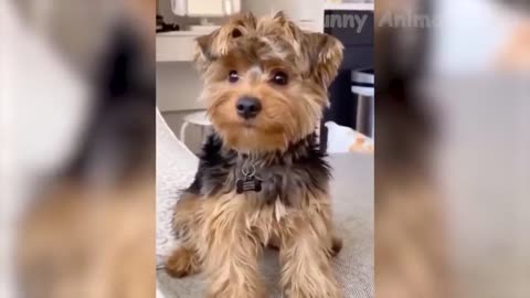 Funny Animal Videos 2023 😂 - Funniest Dogs And Cats Videos 😺😍#38