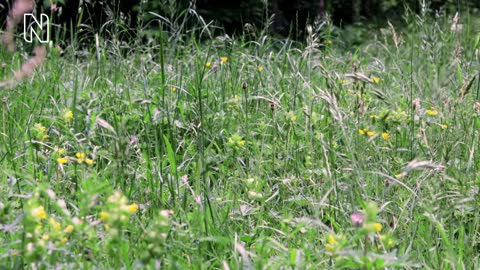 Parasitic plants_ Are there vampires in your garden_