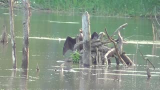 140 Toussaint Wildlife - Oak Harbor Ohio - Cormorant Showing Off