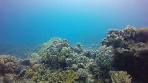 Shoals and Corals in the Red Sea