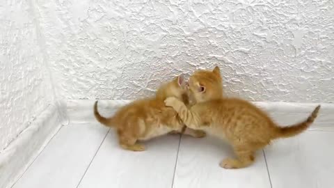 Kittens fighting > mother cat punished her kittens