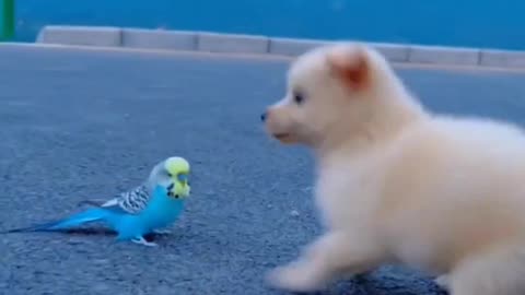 dog playing with parrot