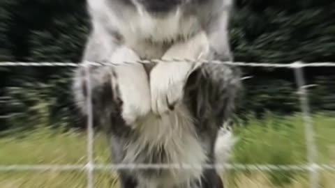 Border collie