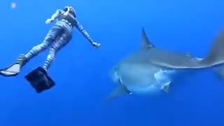 swimming with big shark 🦈