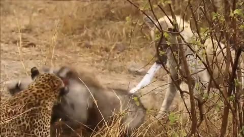 thieving hyenas steal the leopard's game