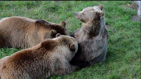 European Brown Bear 1080 HD