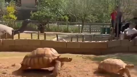 turtle-और-tortoise-🐢-में-क्या-अंतर-होता-है-by-right-to-shiksha