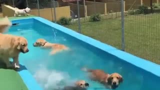 DOGS LIKE WATER...