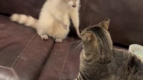 Raccoon VS cat