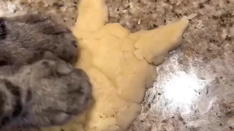 Cat makes Christmas Cookies