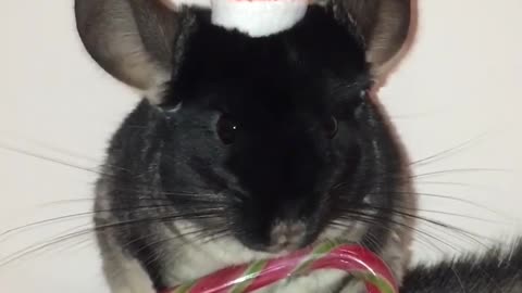 When chinchilla lives christmas 🤣🤗#chinchillahome #chinchilla #funny #cute #viral #shorts #pets