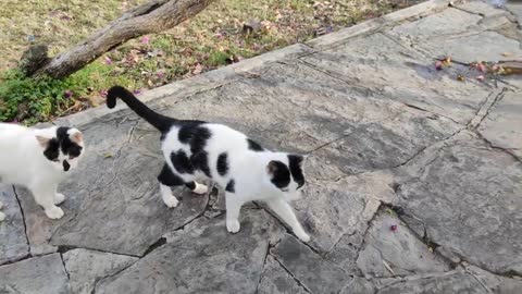 Angry White Cat jumped on me and wanted to bite my hand.. Cat videos