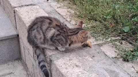 A cute kitten stole and ate chicken meat.
