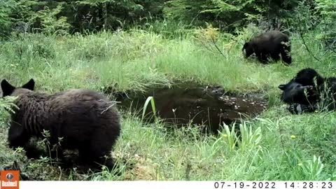 Bear Bath, July 14-20