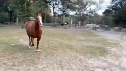 running horse. short video. Animals.