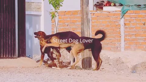 Street dog sexuality