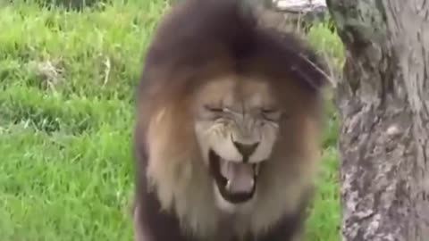 Troll Prank Dog Funny & fake Lion and Fake Tiger Prank To dog