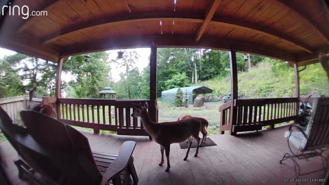 7/20/23 59°F Deer 🦌 fawns 🦌 NW NC at The Treehouse 🌳 Good morning from the gang. #ringtv