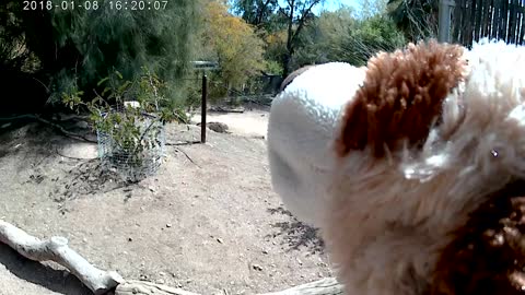 Butch The Dog goes to the Phoenix zoo! Part 1