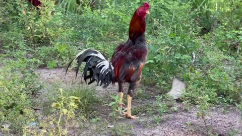 lovely birds pet lovers hen Cuba cross, Life and agriculture