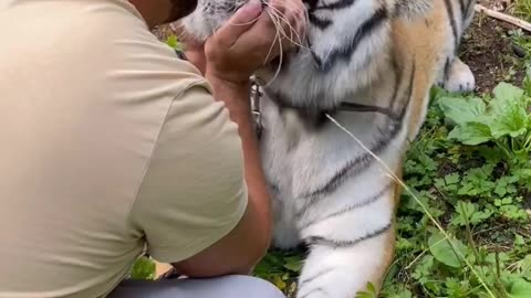 Tiger not in kissing mood 😳🐯