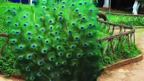 The peacock opens the screen and is lucky