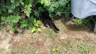 Cat hiding from garbage truck