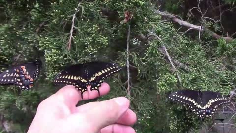 How I Deal With Too Many Caterpillars on Fennel, Dill, and Parsley